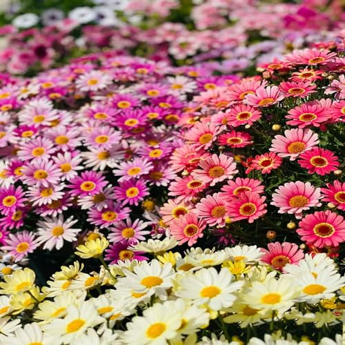 semillas de margarita variedades orgánicas tradicionales exterior en trepadoras raras resistentes pleno sol jardín de rocas jardín 550pcs