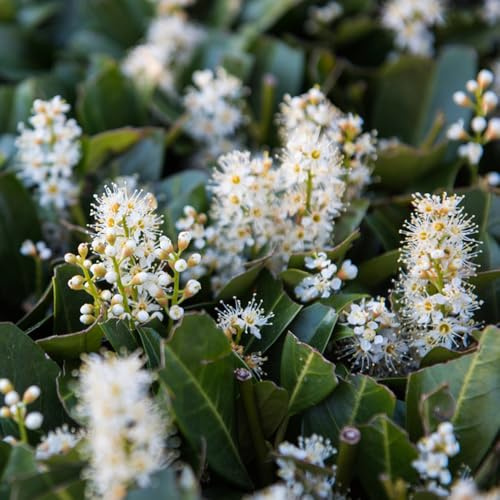 semillas de laurel cerezo, variedades antiguas, para jardín, perennes resistentes, 150pcs