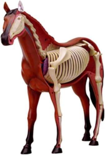 Hästens Anatomimodell, Löstagbara Djuranatomiska 4D Visuella Hästmodeller | 26-delad Hästskelett- Och Organprovsats, Veterinärundervisning Och Biologi Demonstration Av Biologivetenskap