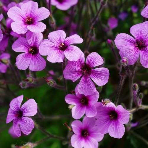 balkan storchschnabel winterhart samen - blumensamen gastgeschenk dekoration wohnzimmer wildblumensamen mehrjährig winterhart nachhaltige geschenke für frauen zimmerbonsai bonsai 100pcs