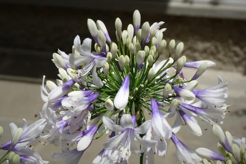 Agapanthus Twister in vaso | Agapanto bianco e blu | vaso 9 cm | MY PLANTIS.it | agapanto | giglio africano | 1 pianta