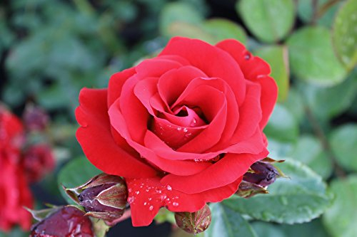 Kletterrose Santana ® Containerrosen im großen 7,5 Liter Topf