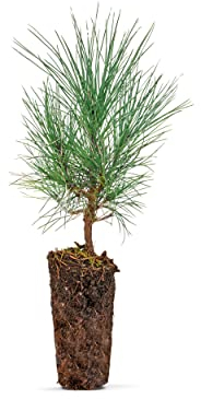 Frische, junge, lebende Zirbe (Pinus Cembra/Zirbelkiefer) - ca. 10-15cm hoch - Nadelholz - echte Pflanze zum Einsetzen