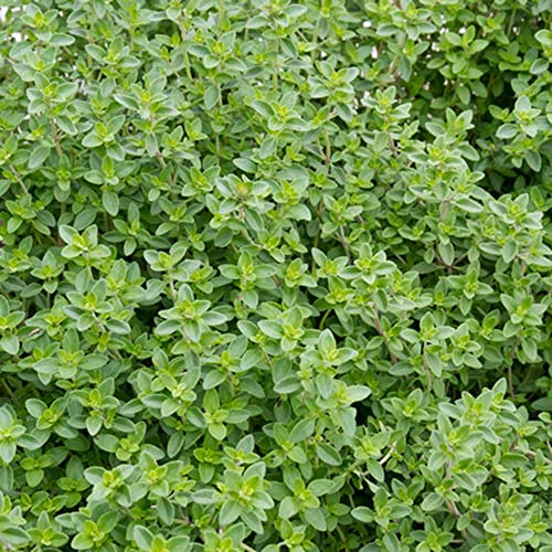 semi di timo pacciamante - esotiche tappezzanti balcone, giardino resistenti 500pcs