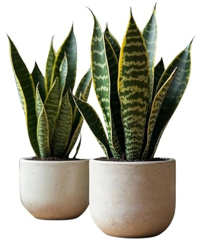 SMPLY. Pack de 2 Plantas Naturales Sansevieria Trifasciata de Interior o Exterior en Maceta Ø12 cm - No Incluye Maceta cerámica (Basico)