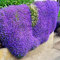 Saterkali Rock Cress Seeds, 100Pcs Garden Ground Perenne Creeping Flower Plant Decor Rock Cress Seeds Semillas de berro de roca