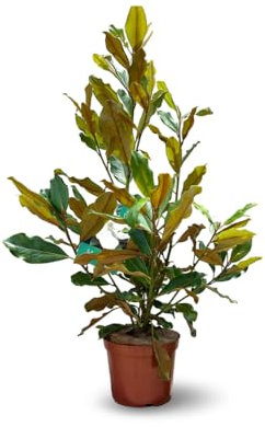 Attitude Jardin - Magnolia à grandes fleurs - magnolia grandiflora - arbuste persistant - 90-100 cm - ⌀ 21 cm - plante d'extérieur