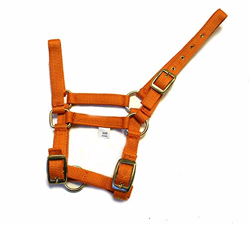 Rhinegold Fohlenhalfter aus Nylon, 0, Tangerine, Einheitsgröße