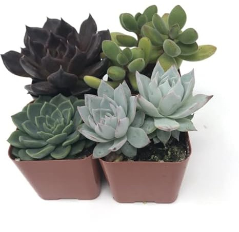 Pack de 4 mini Suculentas Naturales Plantas de Riego Moderado