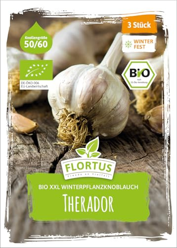 FLORTUS BIO XXL Winterpflanzknoblauch Therador | 3 Stück | Steckzwiebelgröße 50-60 mm | Pflanzknoblauch für den Anbau von würzigem Knoblauch | Ideal für Container und Hochbeet Anbau