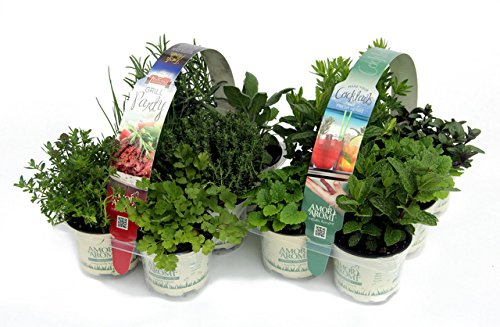 ERBE AROMATICHE in set da n.6 vasi per insaporire grigliate + set da n. 6 vasi per guarnire e aromatizzare COCKTAIL e TISANE (in vaso Ø 9 cm)