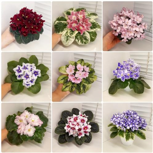 400 pcs usambaraveilchen pflanze samen - Saintpaulia ionantha - blumen pflanzen, ostergeschenke blumensaat, balkonpflanzen winterhart mehrjährig blumenbeet, steingartenpflanzen winterhart