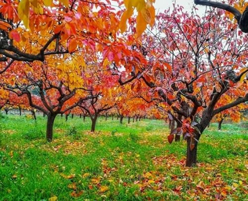 5 American Persimmon Trees - 6-15 Tall Live Plants - Cold Hardy, Native Common Persimmon Fruit Seedlings - Diospyros virginiana - (5 Pack)