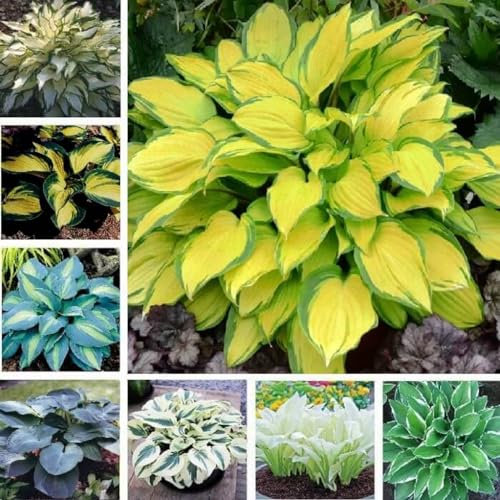 Hosta UK Now Simple Planting Perennial Mix Golden Jade Carving Feels Perfect Bulbs for Planting Now UK Strong Plants That Grow Well