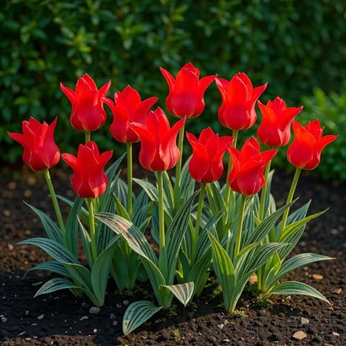 Blomsterlökar - Tulpan 'Greigii Red' - Röd - 15 enheter - Lökstorlek 11/12-20-50cm - Ø5cm - Trädgårdsväxt - Flerdeal
