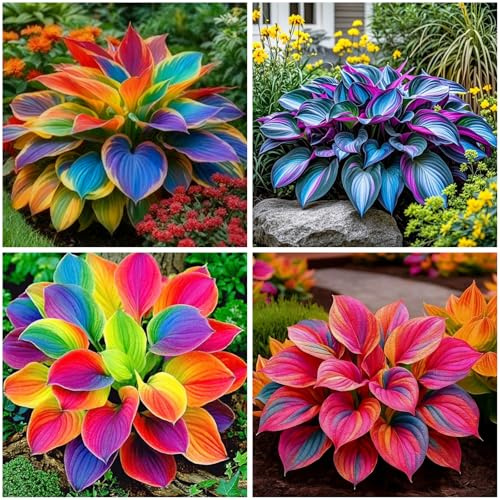 Mixrug 220+ Mixed Color Hosta Seeds for Planting - Hostas Seeds Rare Perennial, Flower Seed Beauties Easy to Grow Low Maintenance Heart Shaped Leaves Heart Hosta Plants for Outdoors Garden