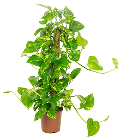 Efeutute am Moosstab - pflegeleichte Zimmerpflanze, Epipremnum aureum - Höhe ca. 80 cm, Topf-Ø 19 cm