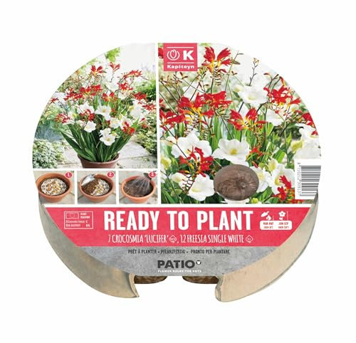 Ready to Plant Spring Flower Bulbs – 19 Bulbs Total | 7 Crocosmia ‘Red King’ & 12 Single White Freesia | Biodegradable Round Tray | Plant March–May, Blooms July–September