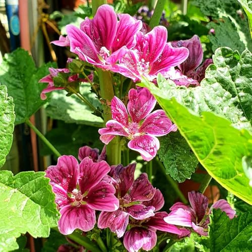 semillas de malva colgantes semillas de silvestres perennes resistentes trepadoras resistentes decoración balcón invernadero decoraciones jardín para 800pcs