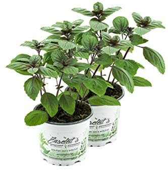 2er Set Strauchbasilikum, Strauch Basilikum Pflanze, Das Original African Blue !