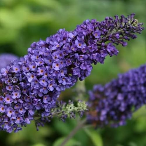 3 x Arbre aux papillons 'Empire Blue' - Buddleja Davidii 40-60 cm en conteneur - Grandes panicules de fleurs de couleur bleu-lilas à bleu-violet.