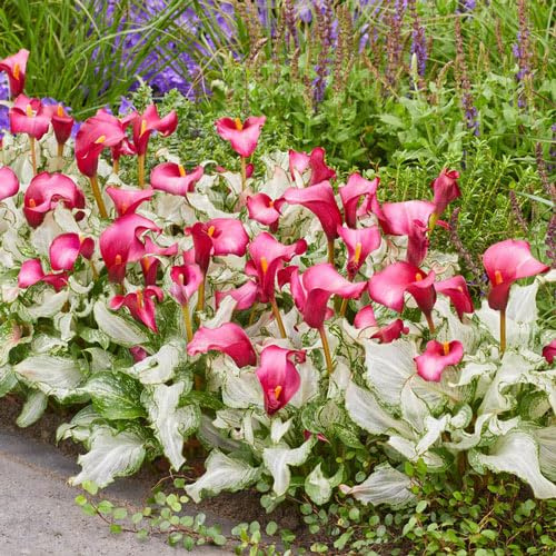 BRECK'S - Frozen Queen Calla Lily - A one of Kind Calla Lily that Will Make a Huge Statement in Your Garden or as a Potted Plant on Your Summer Patio - 1 dormant Bulb per Offer