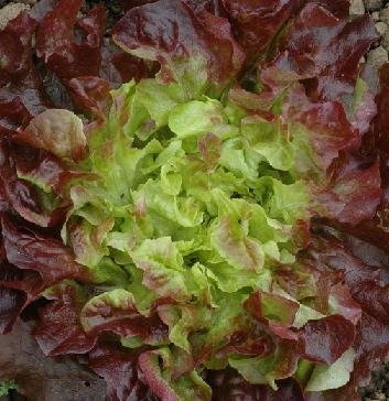 Lettuce Samantha 2,000 Seeds