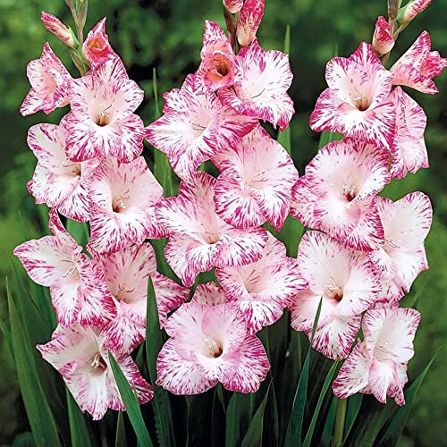 schone Gladiolus Large Flowering – Frilly Blooms – Perennial – Summer Flowering Bulbs – for Your Beautiful Garden (10 x Gladiolus Large Flowering My Love), White