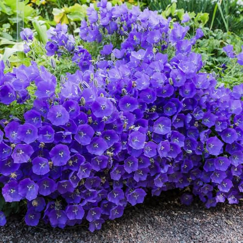 Bloomique - Set van 6 - Campanula Carpatica Blue Clips - Klokjesbloem - Rijkbloeiend - Winterhard - Vaste plant - 10-20 cm hoog - Pot 9 cm