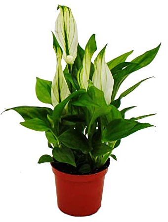 Exotenherz - Mini-Spathiphyllum - Mini-Einblatt - 7cm Topf - Zimmerpflanze