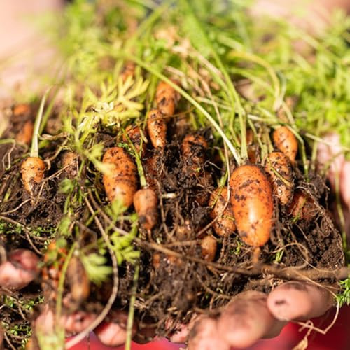 semi di carota di carota biologici balcone in serra, orto da balcone, d'appartamento di verdi di invernali 100pcs