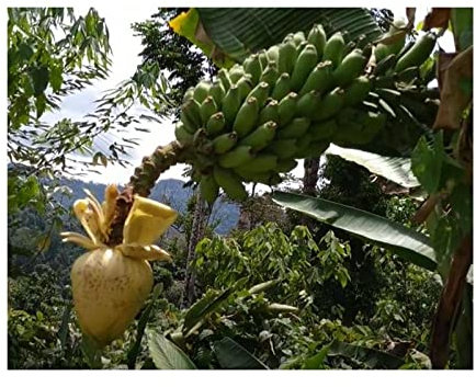 Pcs - 10x Musa (Bananier) Borneensis Var. Flavida Angkadan Banane Jardin Plantes - Graines ID501 - Seeds & Plants Shop by Ipsa