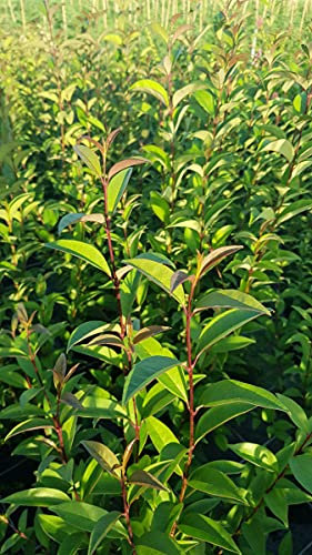 Ligustrum japonicum/Troène du Japon/Conteneur de 3 à 4 litres