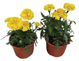 Tagete Amarillo Pack 2 Plantas Naturales con Flores de Color Amarillo