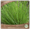 Samenliebe BIO Schnittlauch Samen Polycross Küchenkräuter Gartenkräuter grün 1g samenfestes Kräuter Saatgut für Küche indoor und Balkon Garten BIO Kräutersamen mehrjährig und winterhart