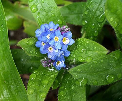 Carbeth Plants Pond Plants for Small Ponds - 1 X 9cm Pot Myosotis Palustris - Water Forget Me Not - Live Marginal Ponds Plant - Low Maintenance Perennial Outdoor Pond Plant
