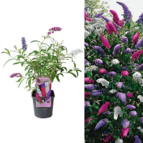 Carbeth Plants Buddleia Davidii Tricolour - 2 x 2 L Pot 40-60cm in Height - Pink, White and Purple Buddleia Tricolour Butterfly Bush Plant - Multicoloured Garden Bushes Ready to Plant