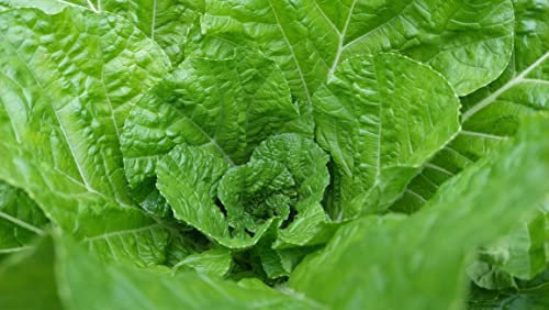 Just Seed - Organic - Vegetable - Chicory Grumolo Verde - 75 Seeds - Economy Pack