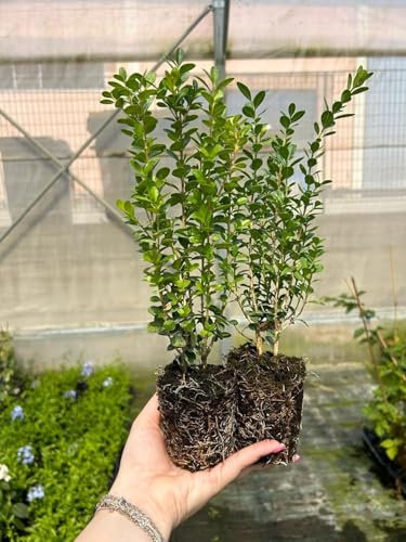 Bosso Buxus microphylla Faulkner 12 piante da siepe sempreverde in vaso bio ø9 cm Vivaio di Castelletto