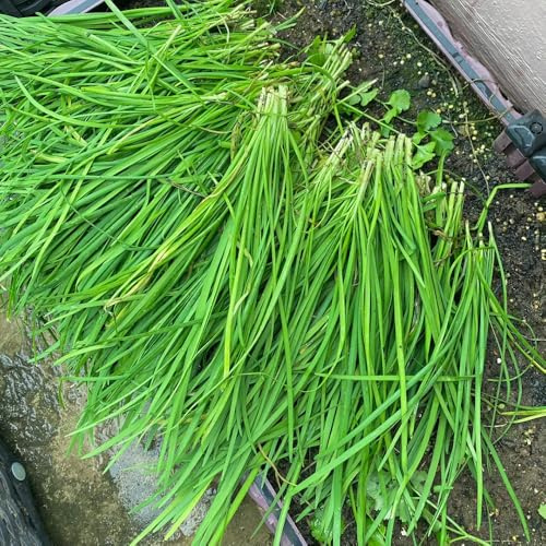 Semi di cipollina - Allium tuberosum - per giardino di aromatiche semi di aromatiche da cucina 100pcs