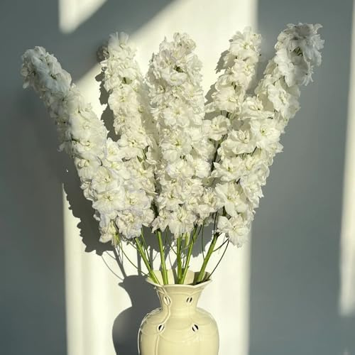 semi di delphinium - delphinium in vaso da esterno delfinio semi di selvatici da ombra ornamentali per luoghi soleggiati Decorazioni per giardini esterni, 450semi