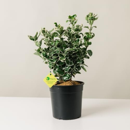 Plantì EUONYMUS JAPONICUS Arbusto sempreverde da esterno, vaso da 19 cm. Piante vere da giardino e terrazzo con foglie variegate. 6 mesi di concimazione inclusi. Idea regalo pianta da esterno (Kathy)
