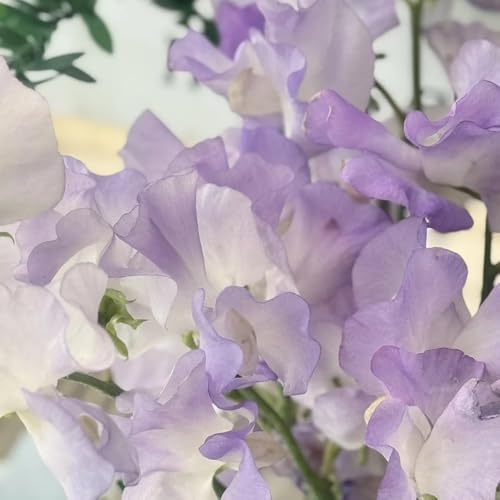 Semillas de guisante de olor, para lugares soleados Lathyrus odoratus - raras 150pcs