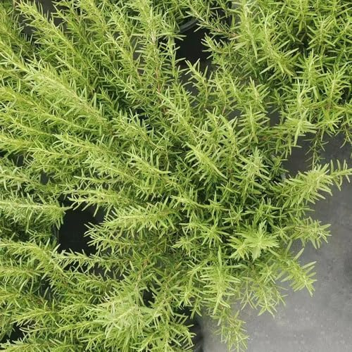 rosmarino, coltivazione di giardino di semi rosmarino decorazioni giardino resistenti decorazioni per esterni sostenibili per la con 700semi
