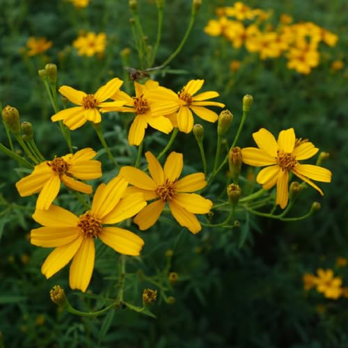 semi di tagete, studenteschi, Aiuole rialzate per il giardino biologici esterno arredamento del soggiorno recisi balcone Vecchie varietà resistenti 300pcs