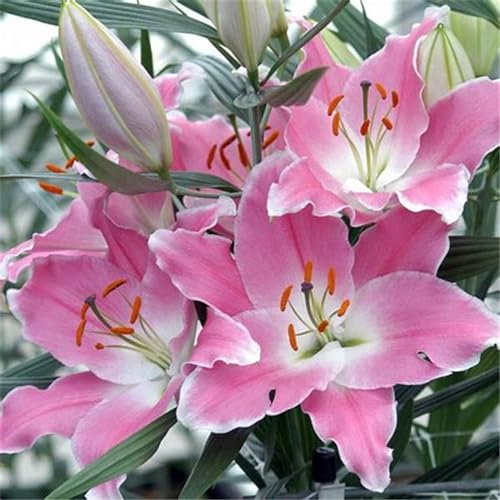 Lilien zwiebeln winterhart mehrjährig,Lilium blumenzwiebeln,Gefüllte Lilienzwiebeln,Duftende Blumen, geeignet für Gärten und Töpfe-8zwiebeln-I