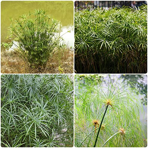 Papyrus Pflanze Samen - Indoor Garten Geschenke Für Den Garten Deko Pflanze Pflanzen Geschenk Dachbegrünung Pflanzen Samen Indoor Saatgut 100 Stück