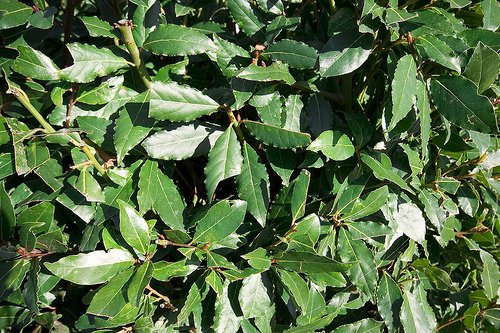 NR.3 SEMI DELLA PIANTA DI ALLORO OFFERTA