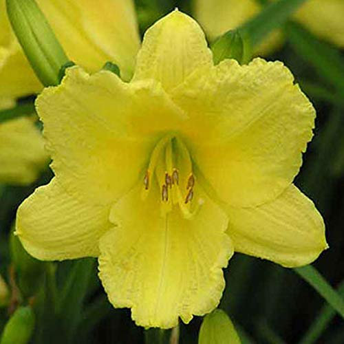 6 x Hemerocallis 'Happy Returns' - Vivaces Contenedor Pequeño 9cm x 9cm