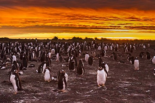 ArtExpert Sea Lion Island Gentoo penguins colony at sunset by Cathy - Gordon Illg - 18x12 Art Print Poster